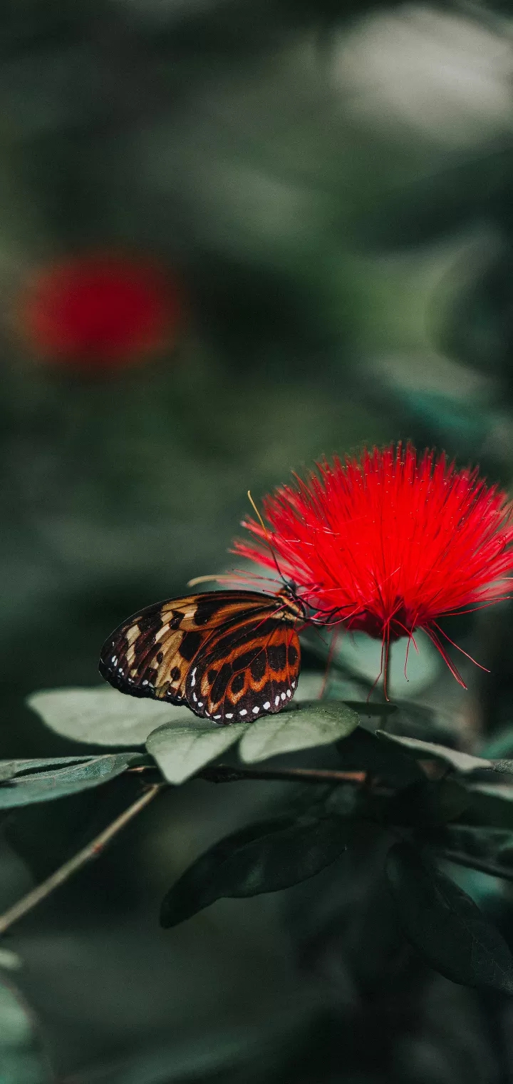 colourfull butterflies