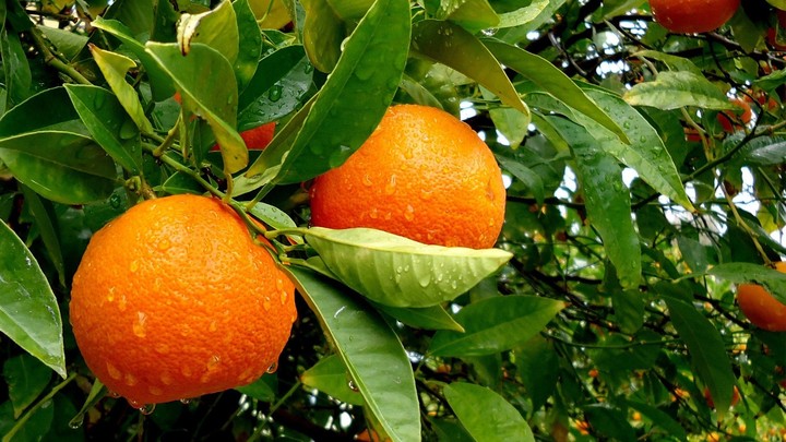 orange