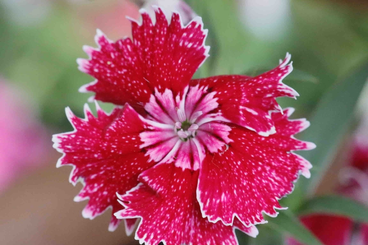 Beautiful EmpressGarden