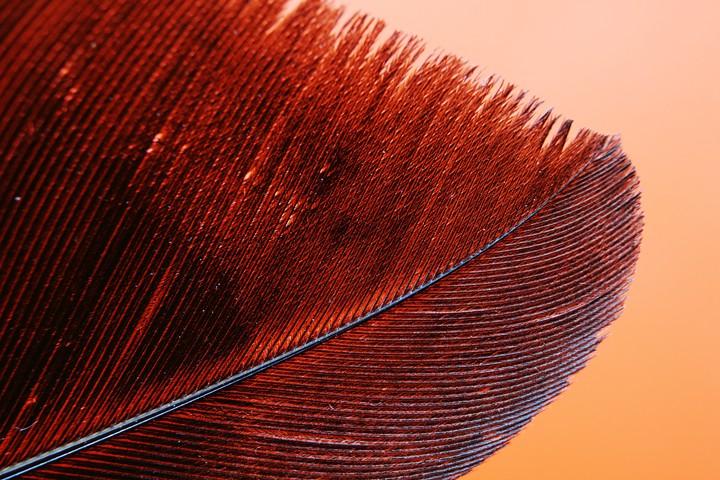 Feather