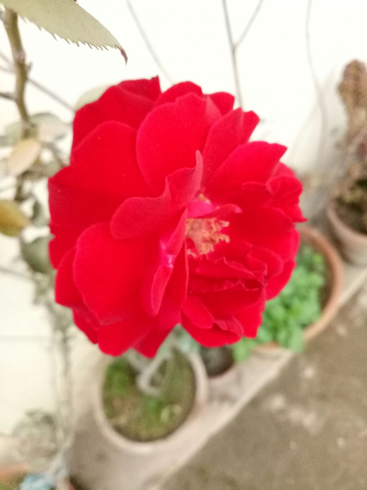 rose plant