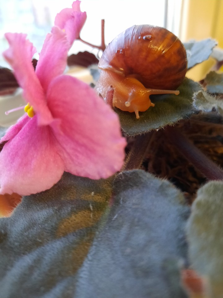 snaile and flower