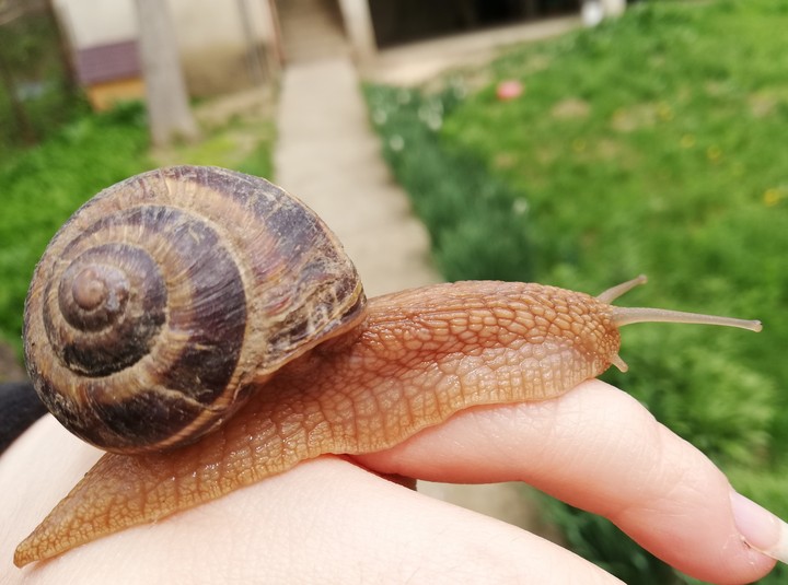 snail