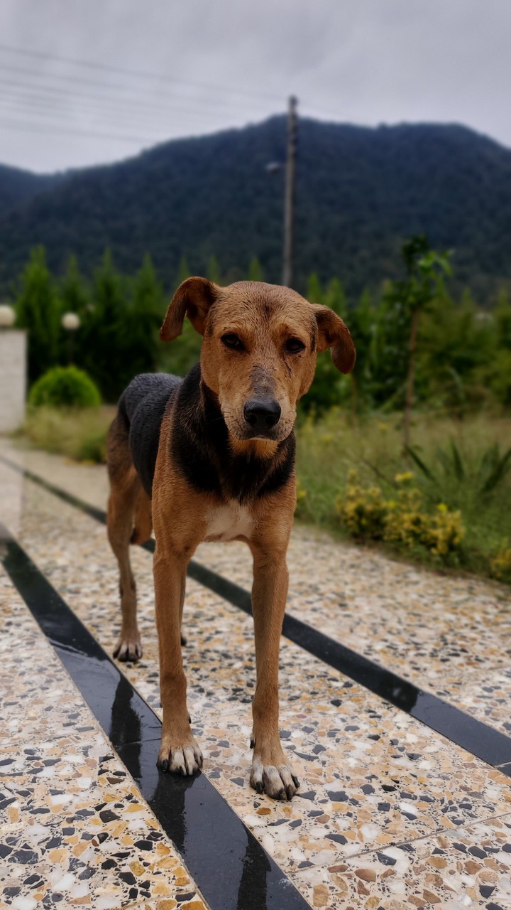 dog