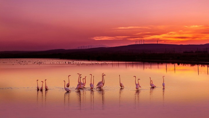 Flamingo