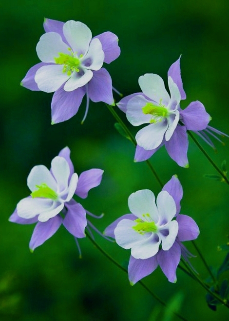 #flowers#fabulous