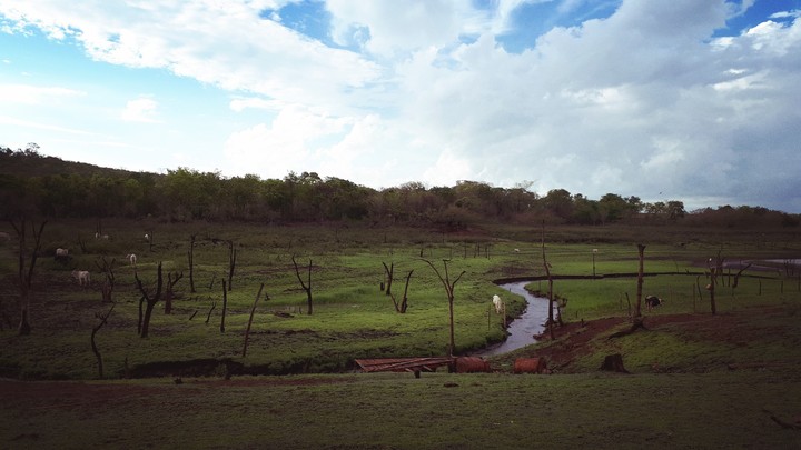 Ipiaçu