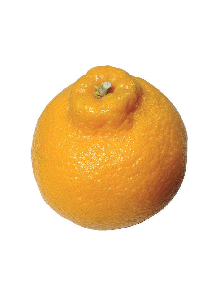 음식이미지