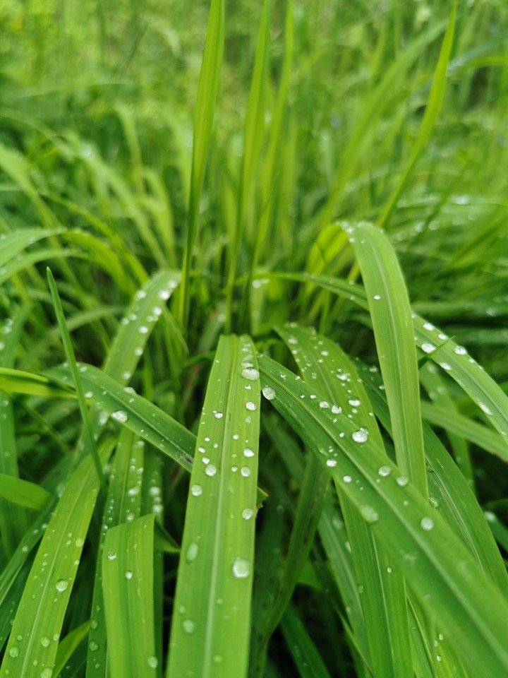 spring