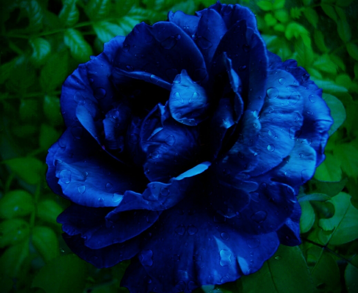 Flor177