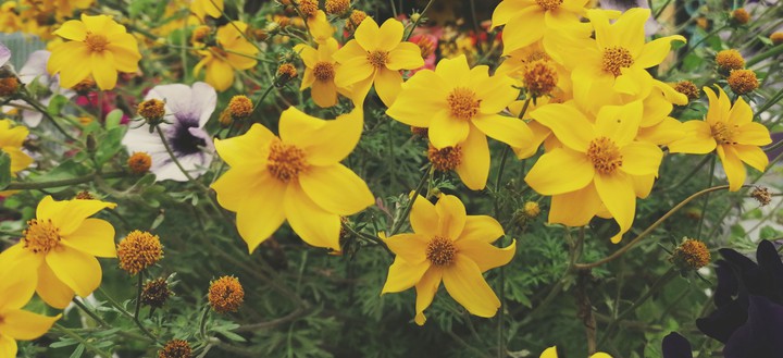 yellow flowers