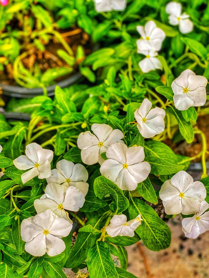 flower