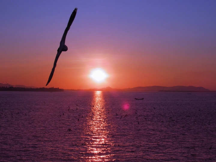 The gull bird, sunset, and river