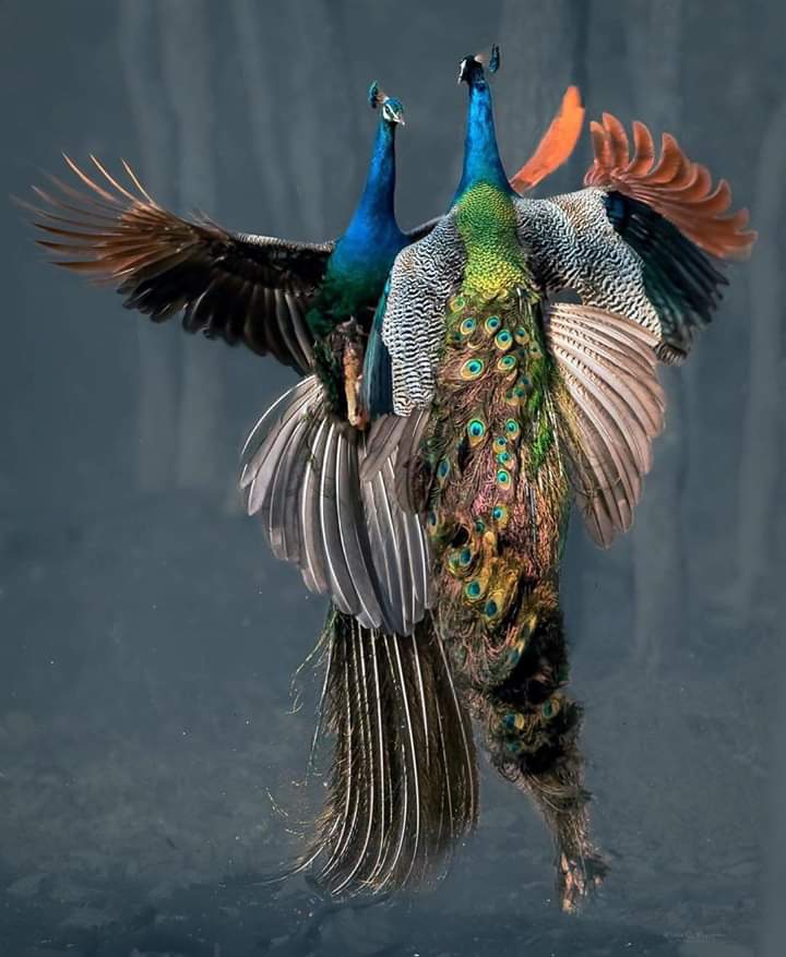Birds