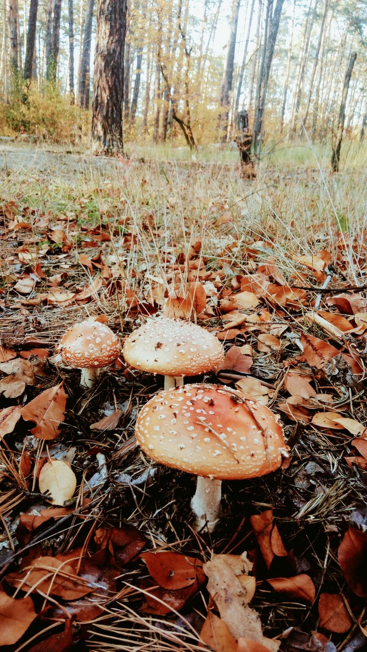 осенние краски