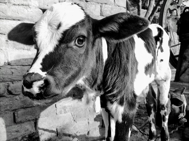 Animal