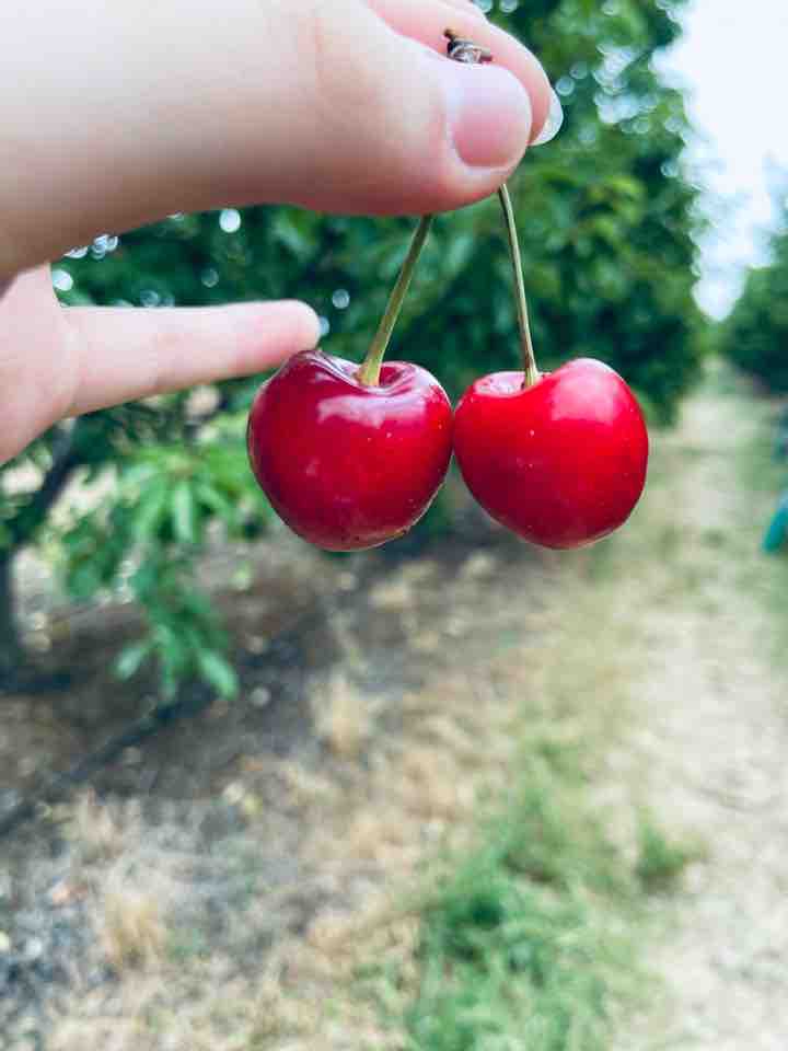Cherry