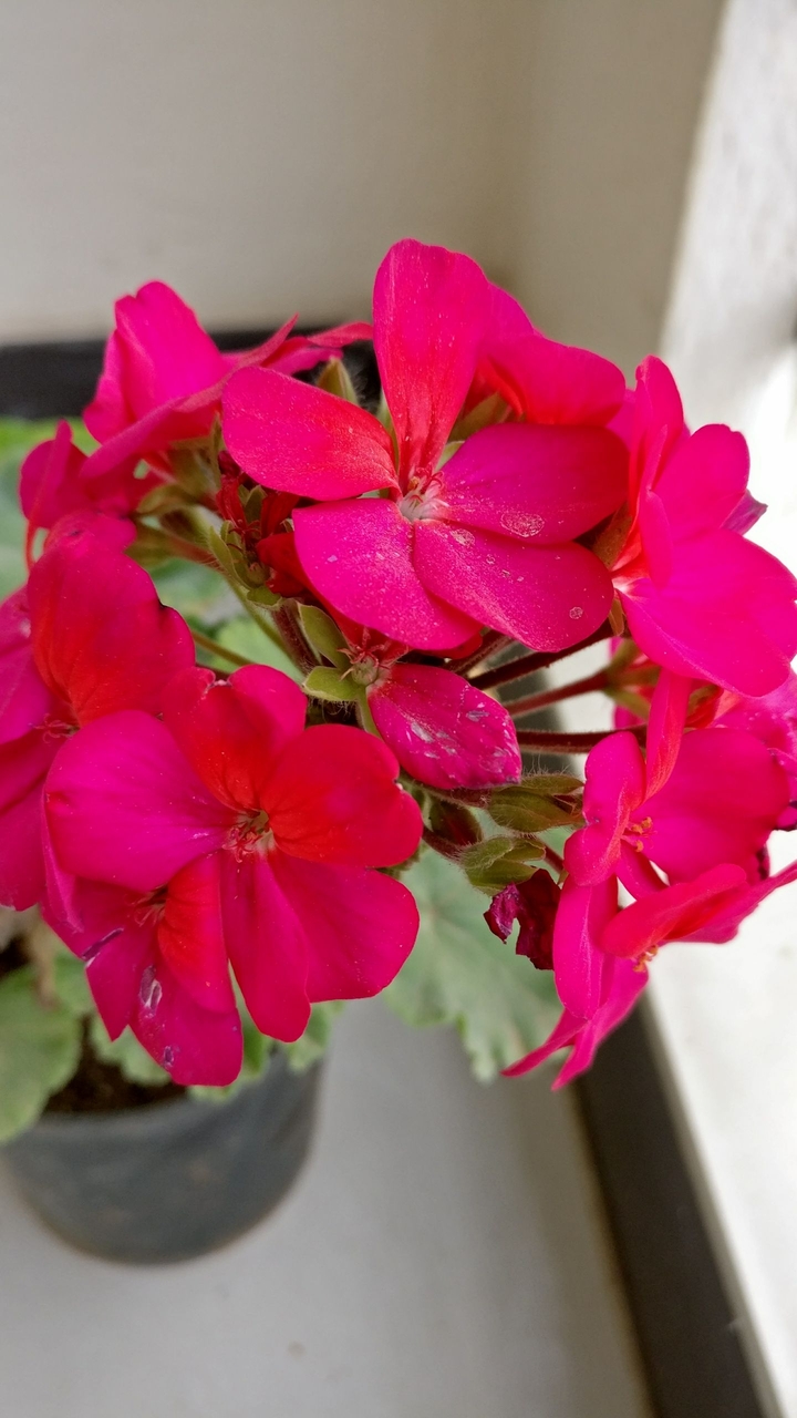 forget all blues and be in the pink of life