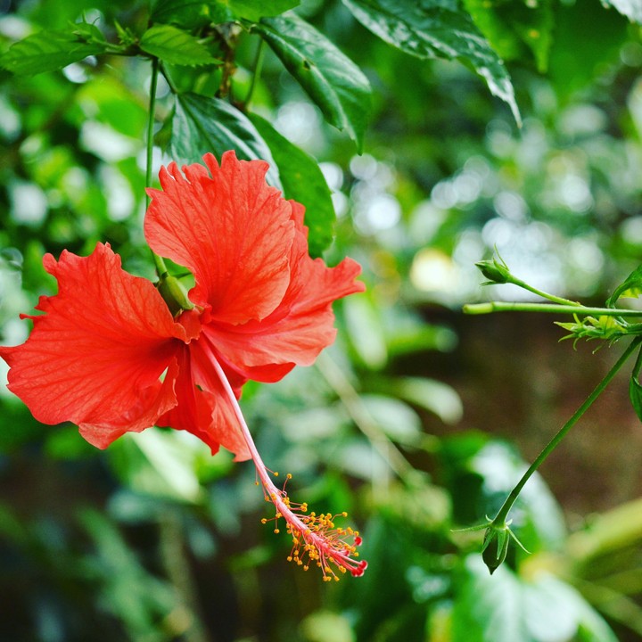 Chinese Hibiscus