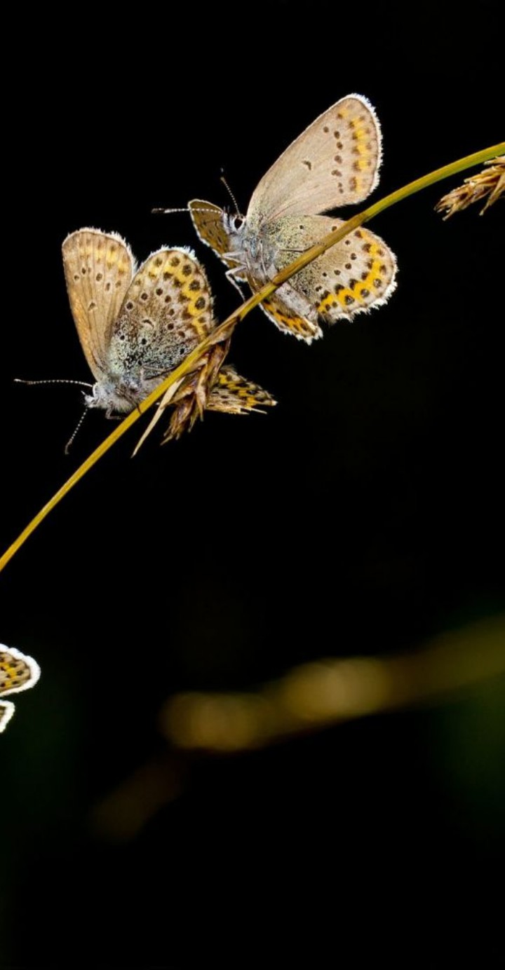 mariposas