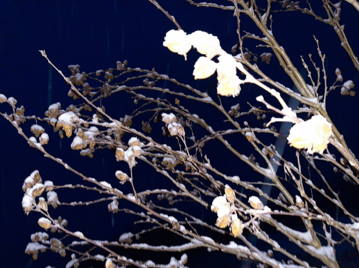Winter night