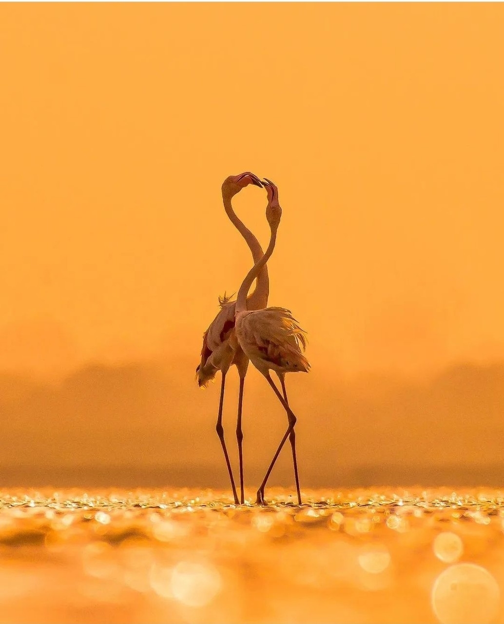 Animali