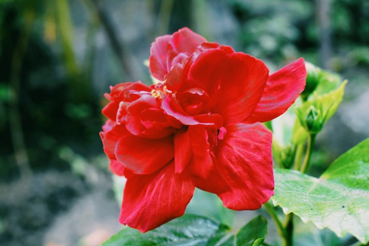 beautiful flower