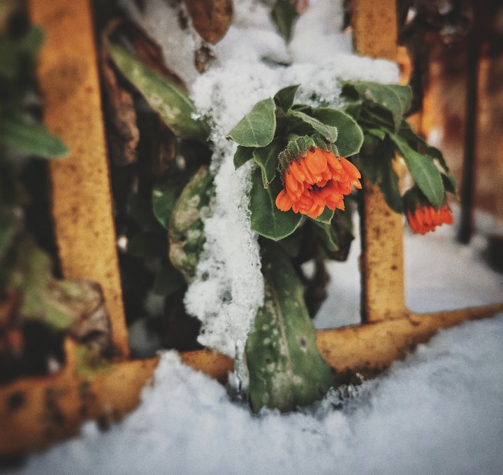 flower in the snow