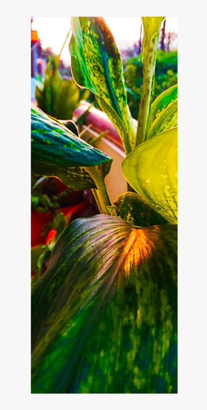 plant