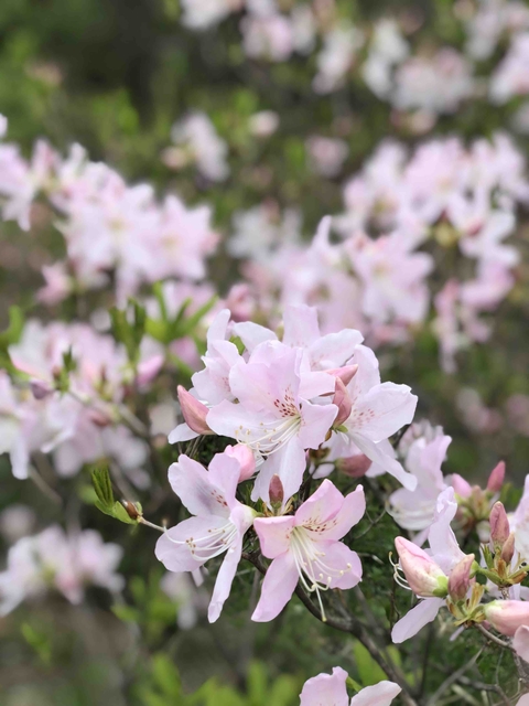 spring