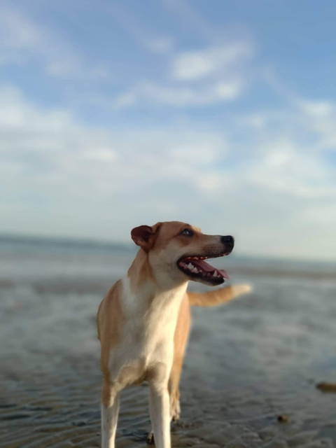 sfondi sky, collar
