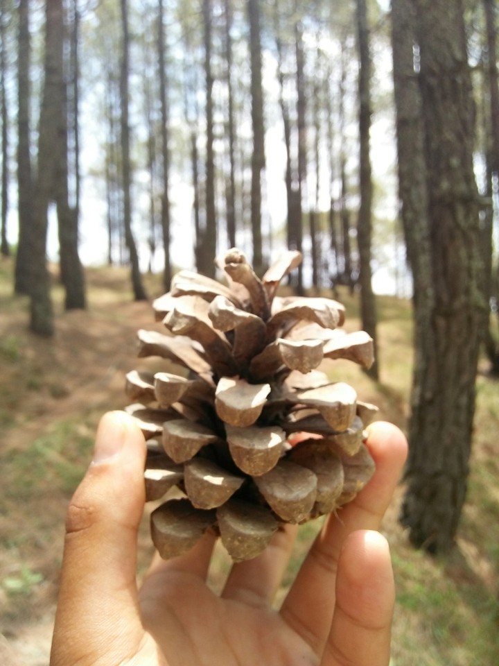 nature