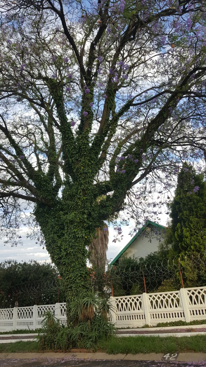 vines