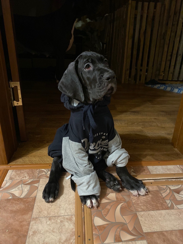 дог