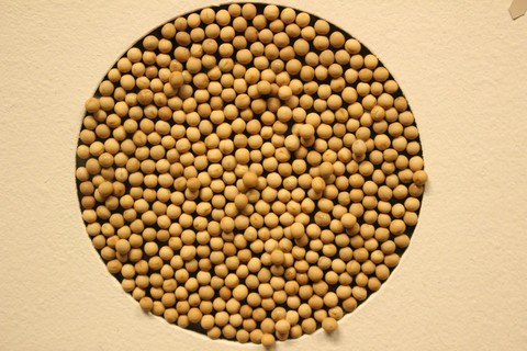 seeds