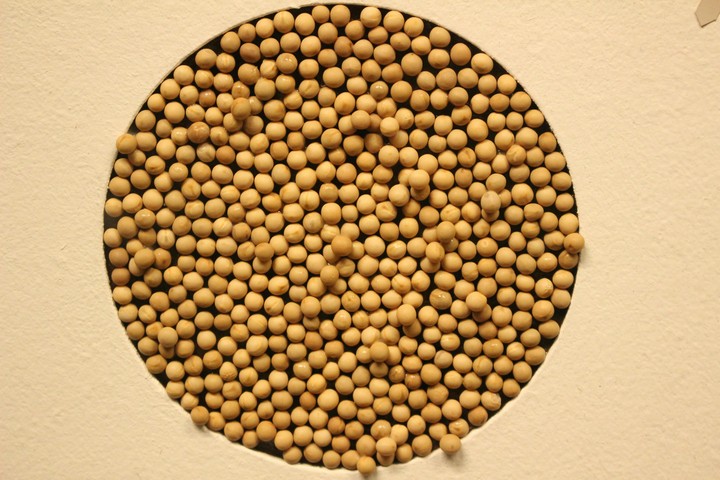 seeds