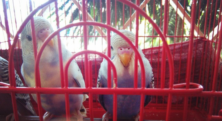love birds