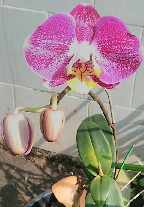 orchid