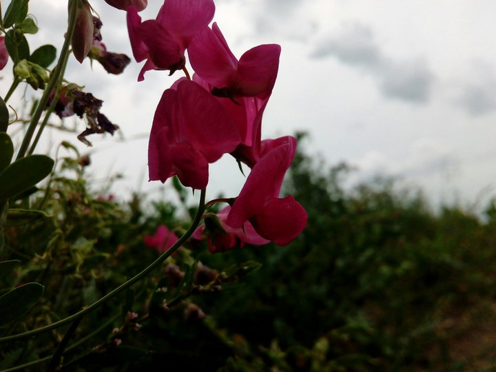 Pink flower