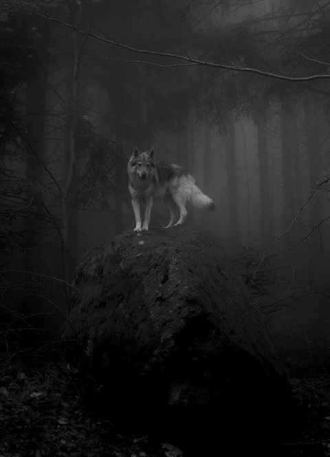 Lonely Wolf