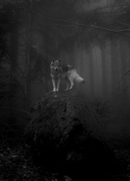 Lonely Wolf