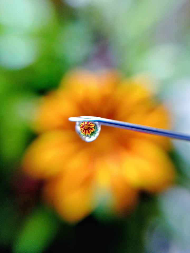 Love is the flower you've got to let grow.”