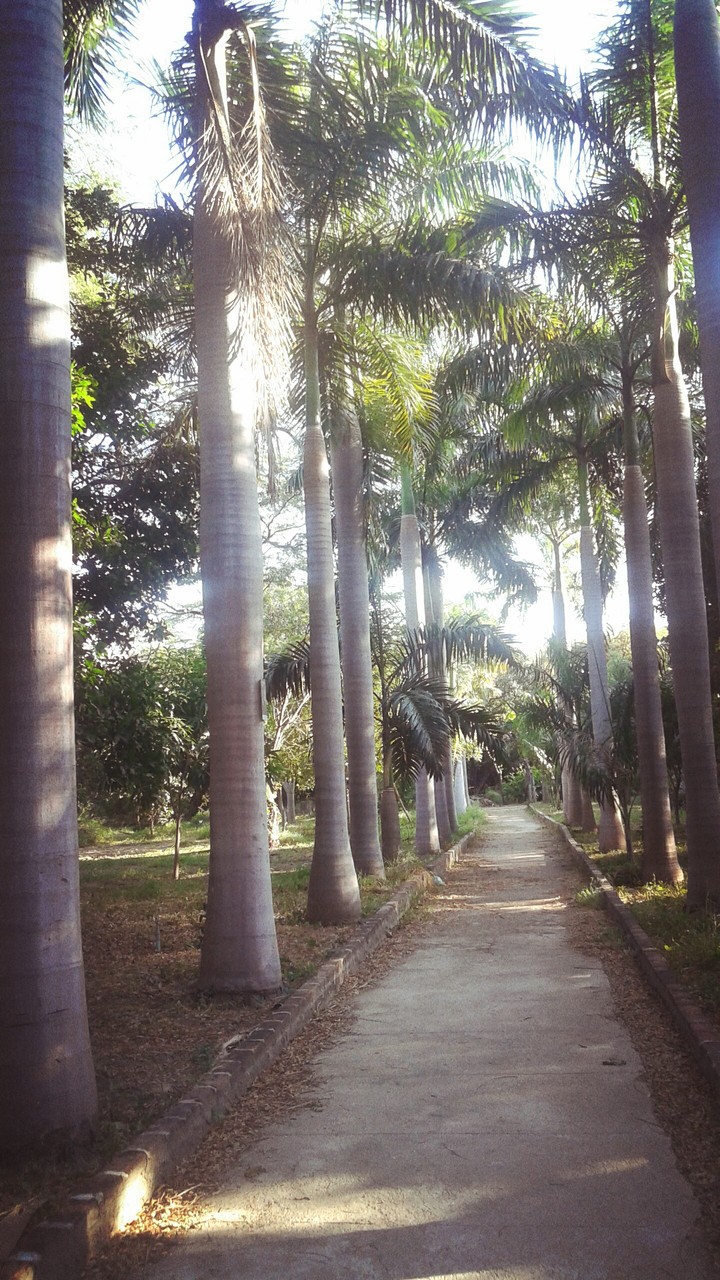 caminos