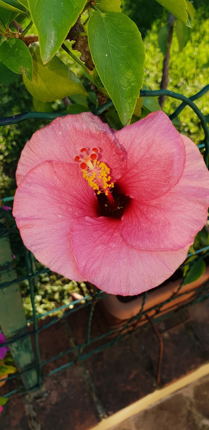 ibiscus