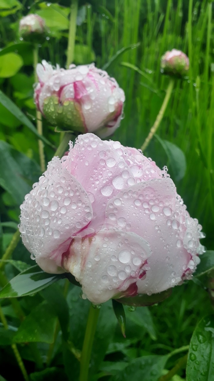 poenia and rain drops