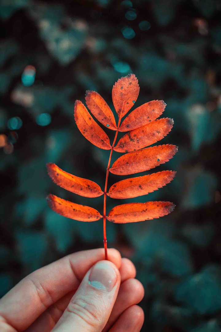 Autumn leave
