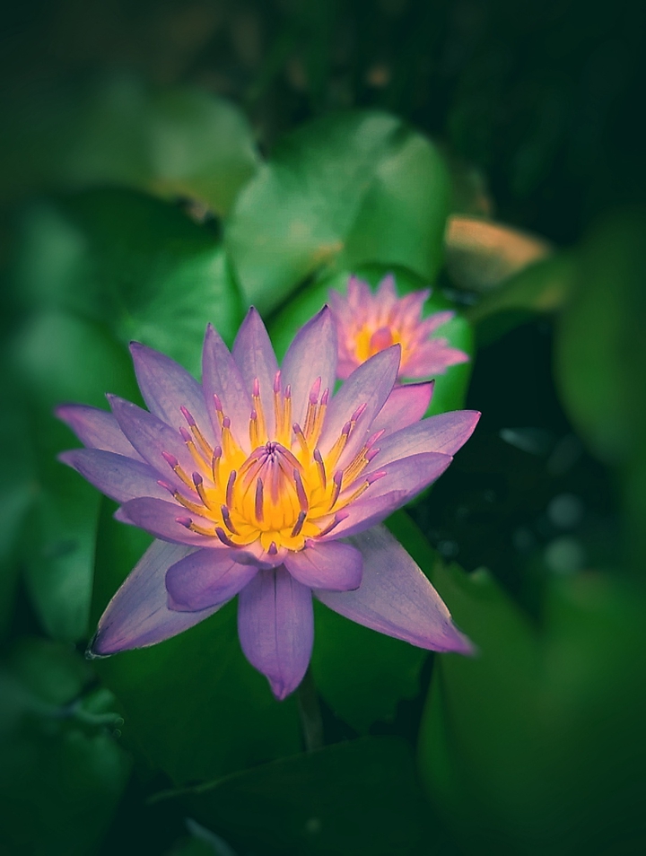 lotus