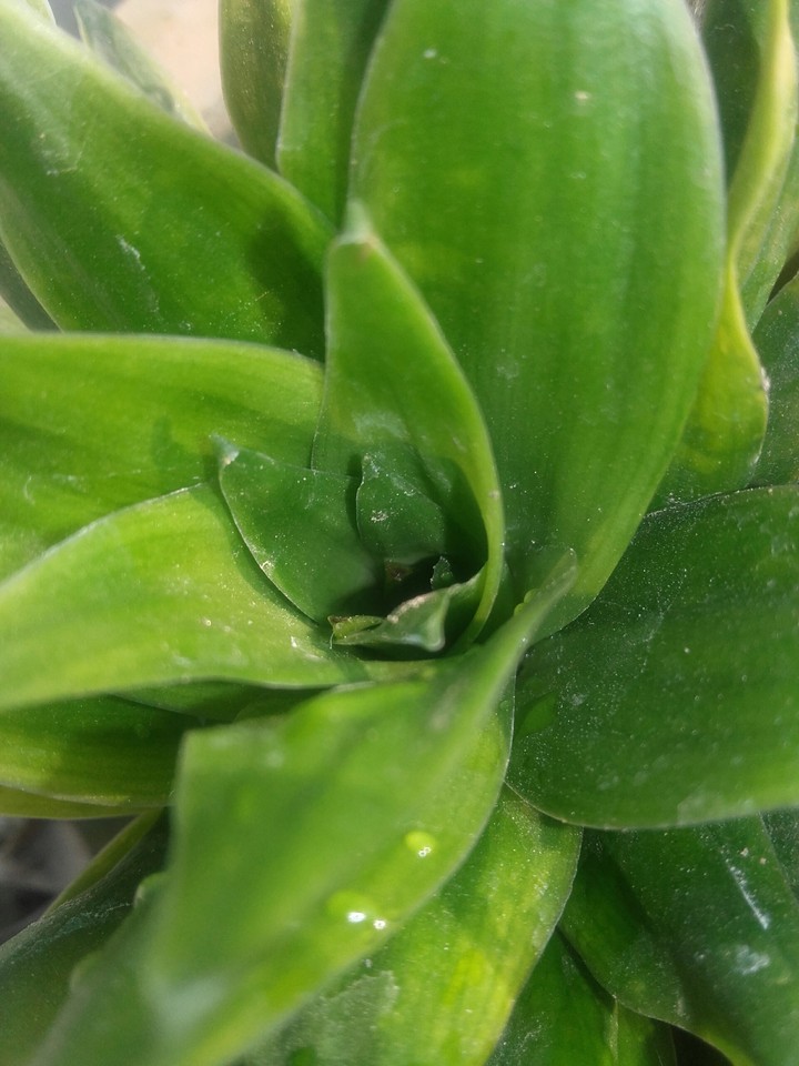 Green plant