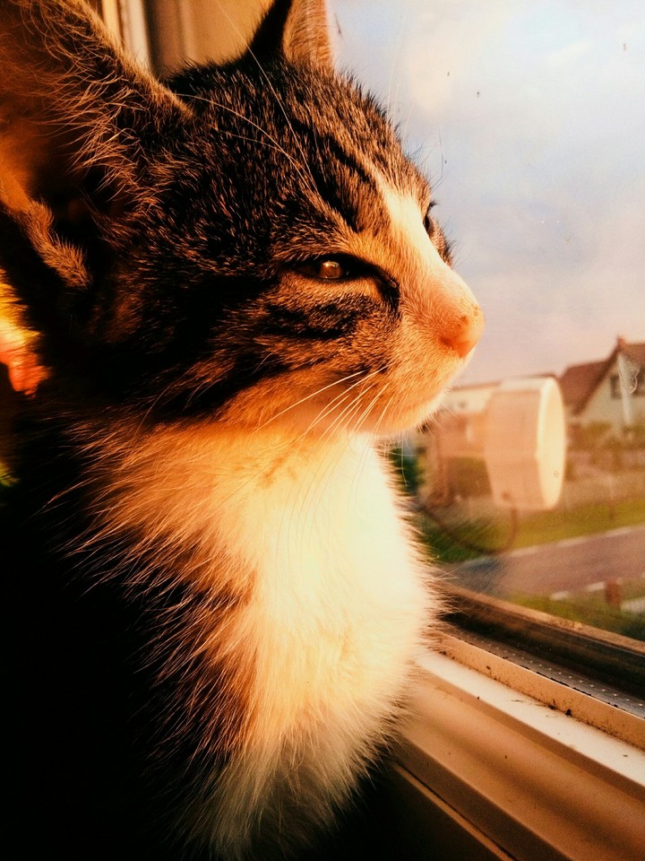 Kitten