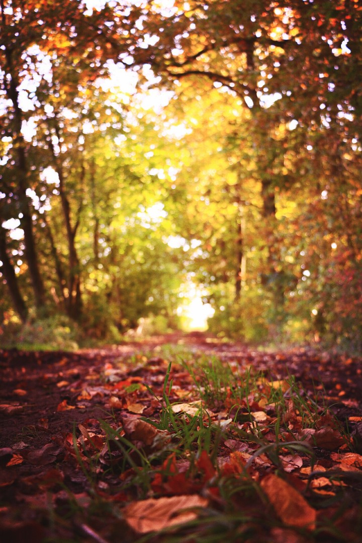 autumn